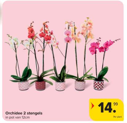 Orchidee 2 stengels