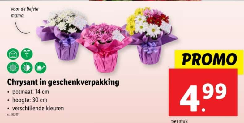 Chrysant in geschenkverpakking